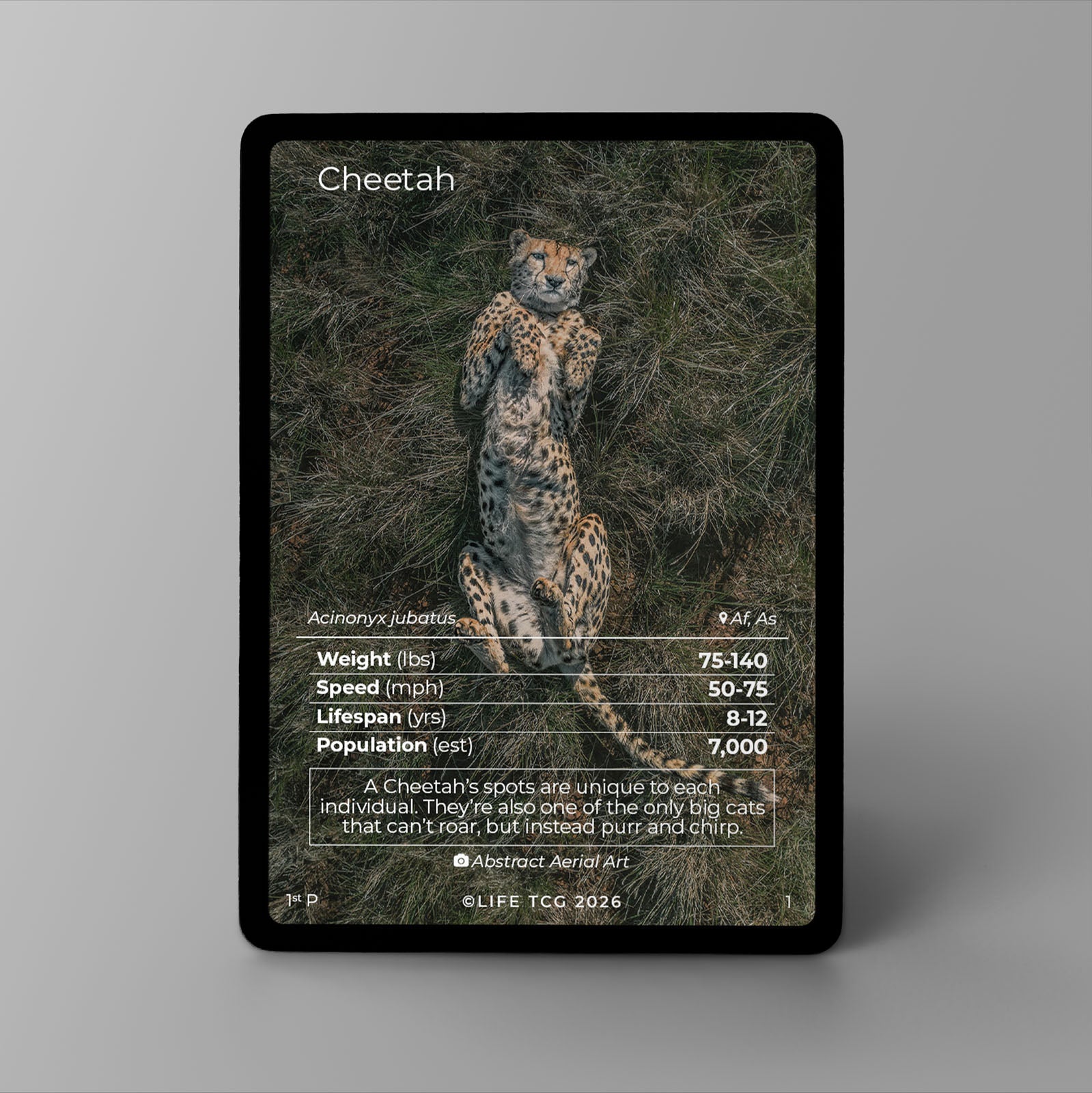 Cheetah Photography Card