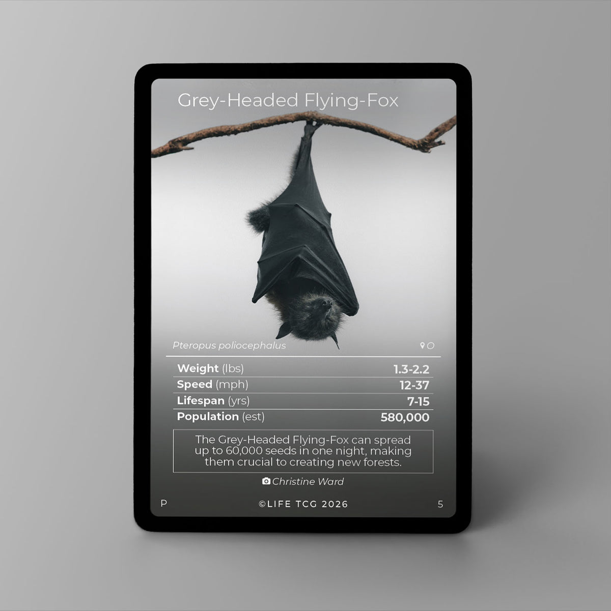 Grey-Headed Flying-Fox Photography Card