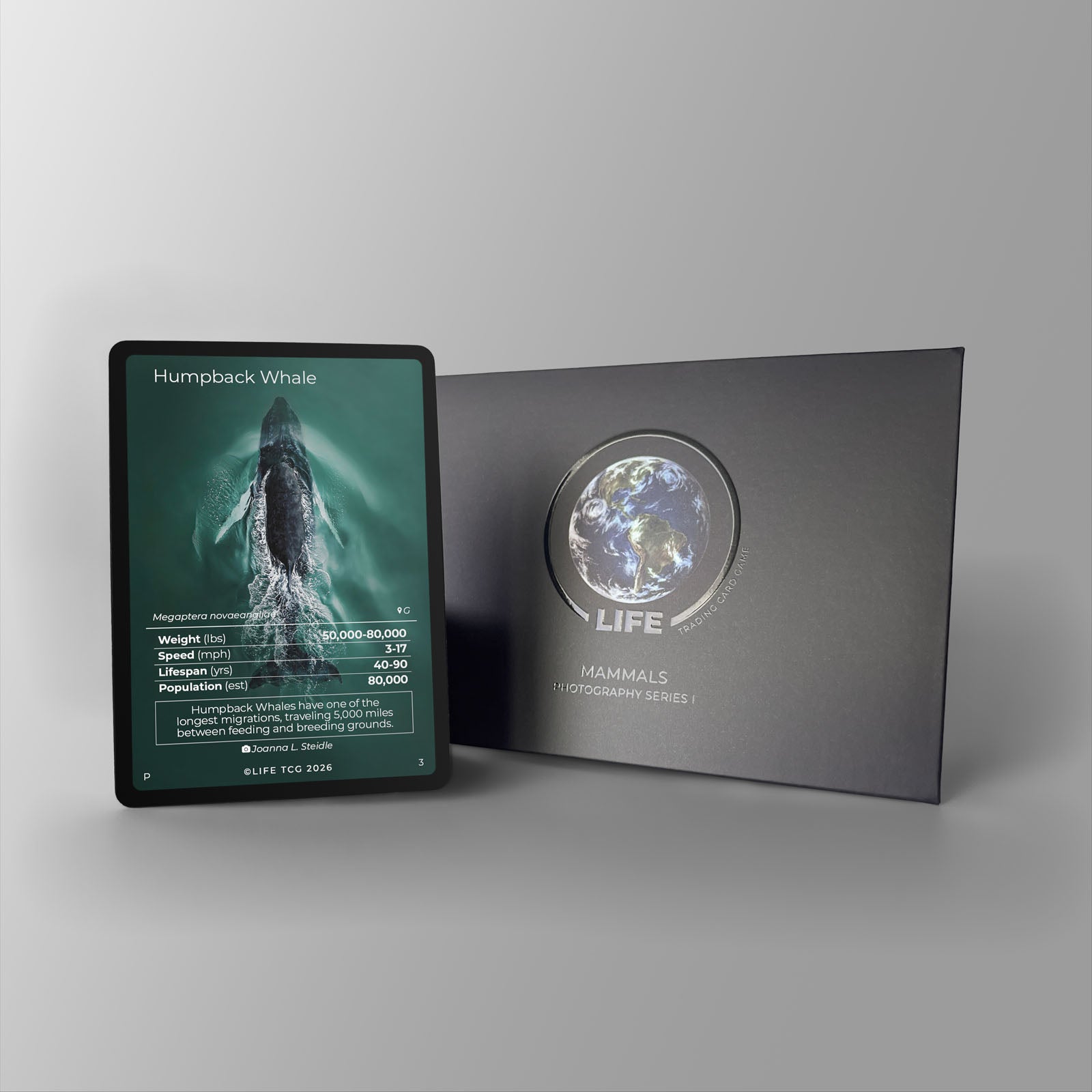 Humpback Whale Photography Card