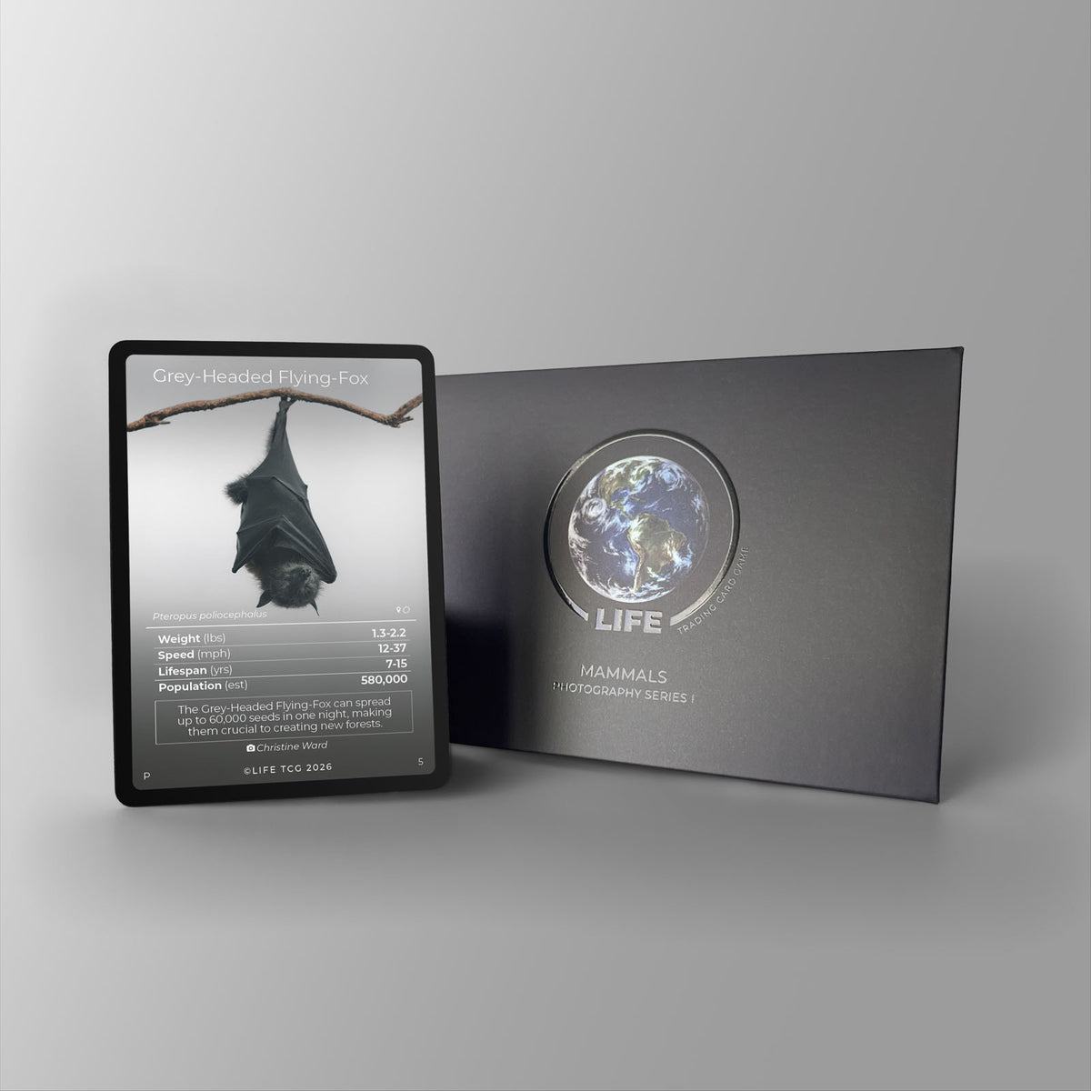 Grey-Headed Flying-Fox Photography Card