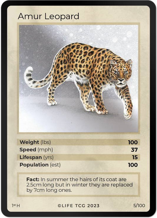 Cards 6