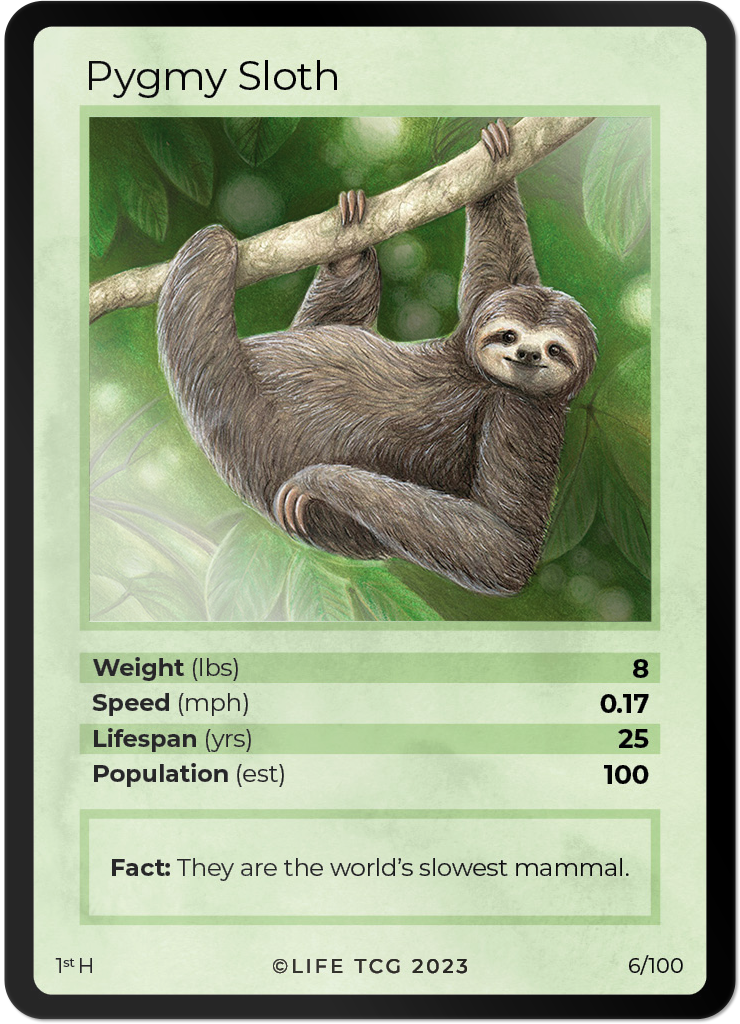Sloth Code Card Cards