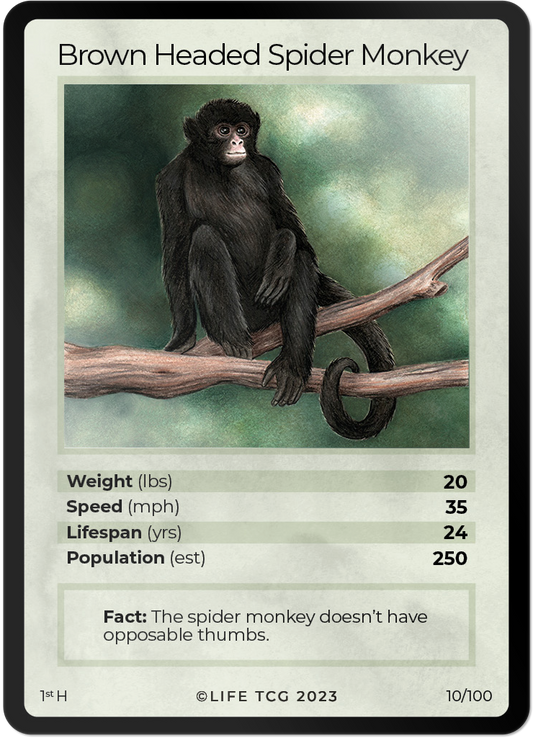 Cards 11
