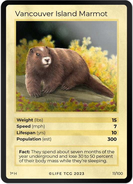 Cards 12