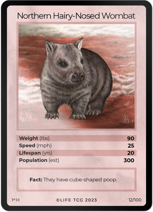 Cards 13