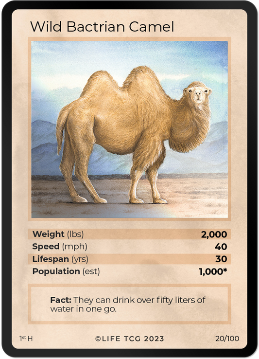 Cards 21