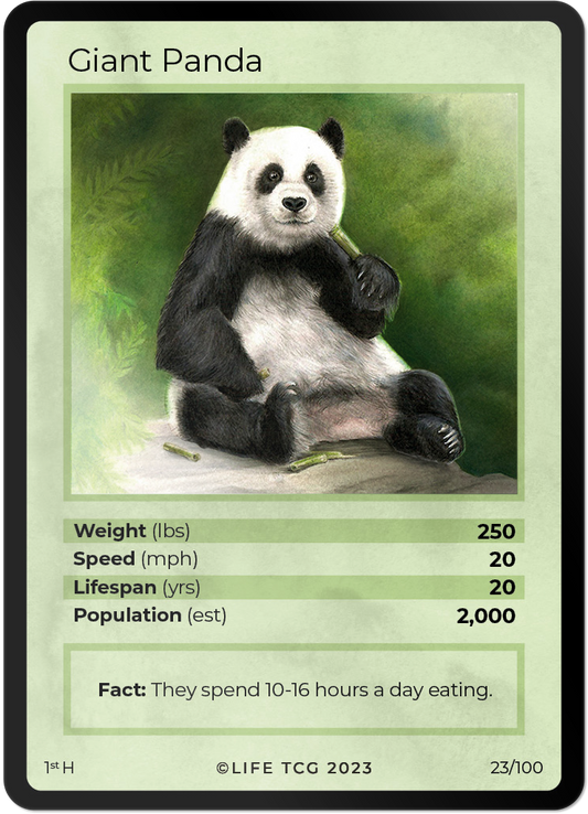 Cards 24