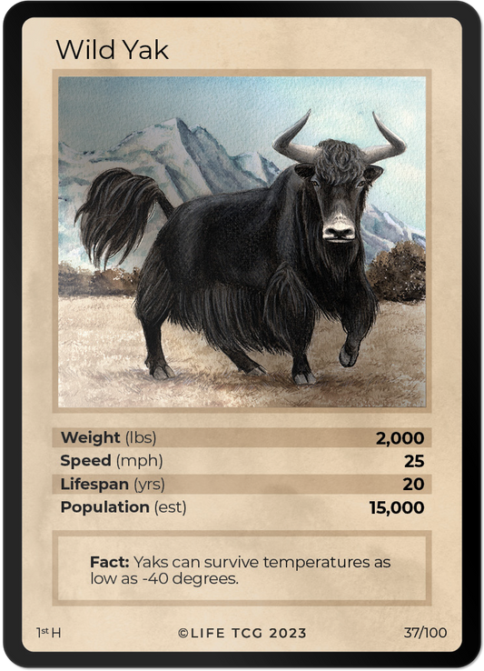 Cards 38