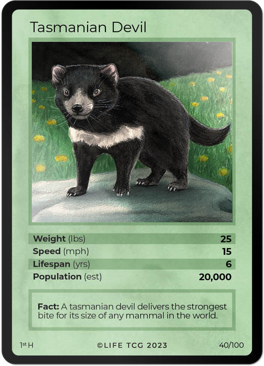 Cards 41