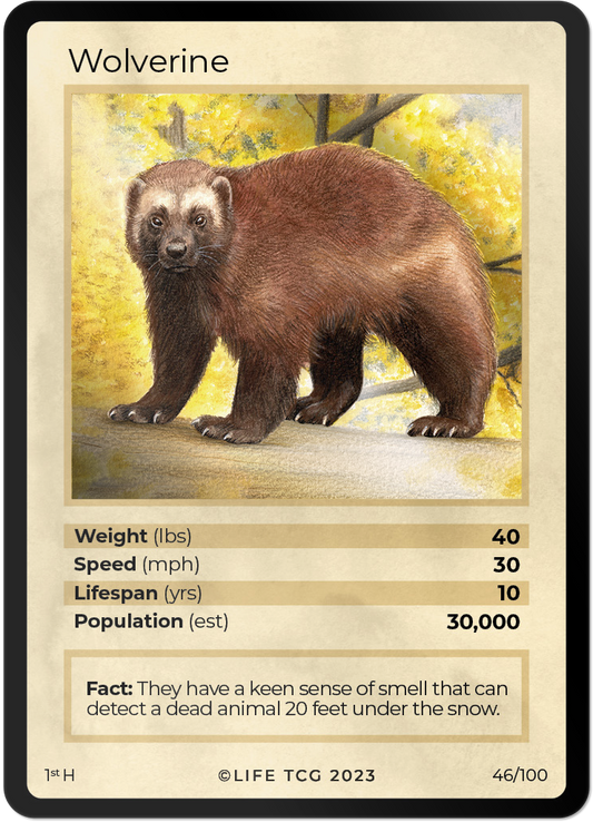 Cards 47