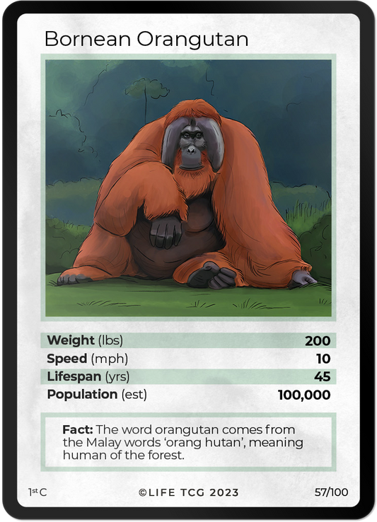 Cards 4