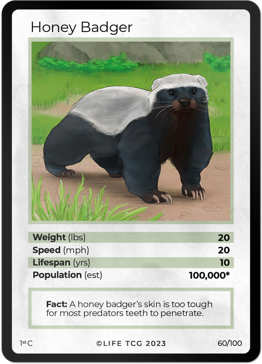 Cards 7
