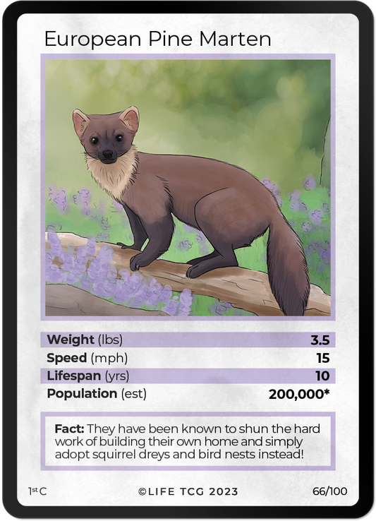 Cards 13