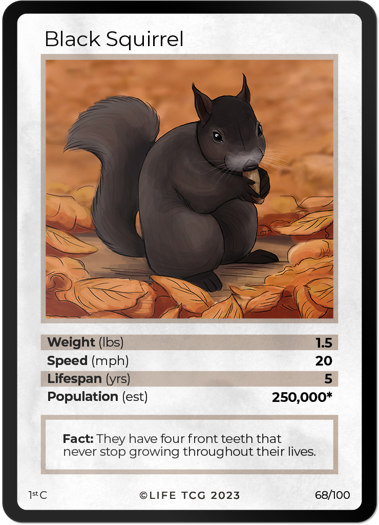 Squirrel Key Card Cards