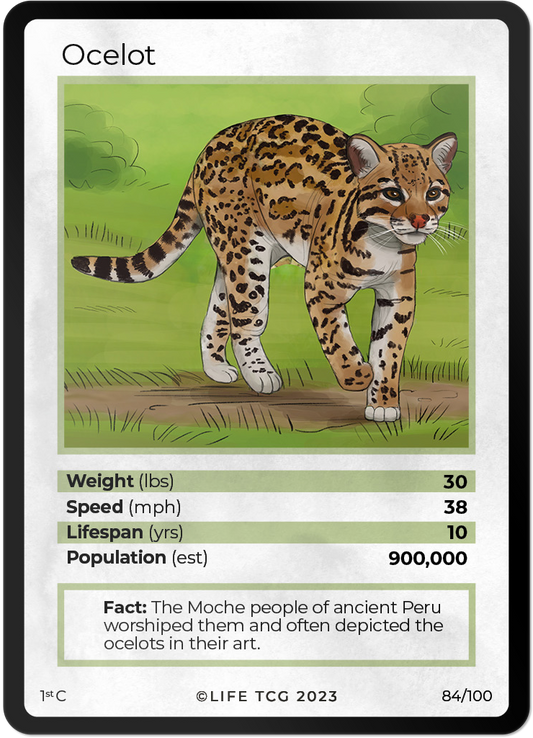 Cards 31