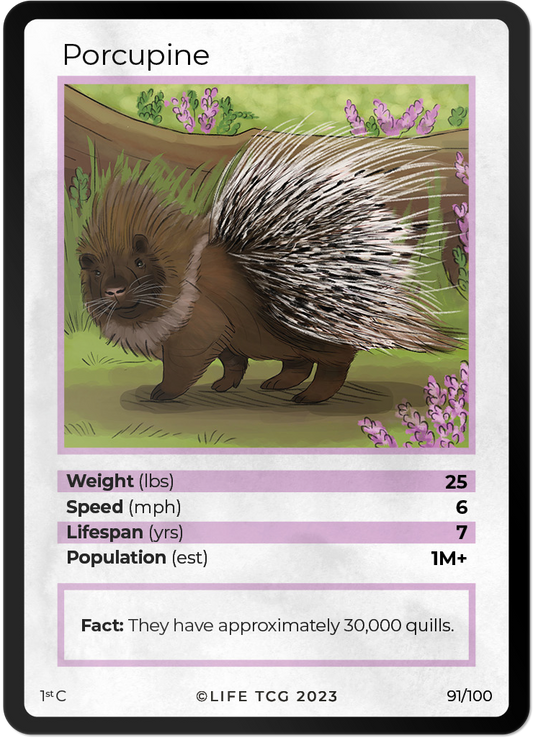 Cards 38