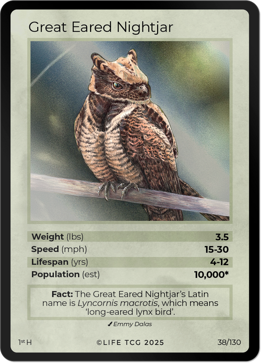 Birds Cards Birds Cards