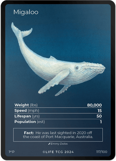 Migaloo