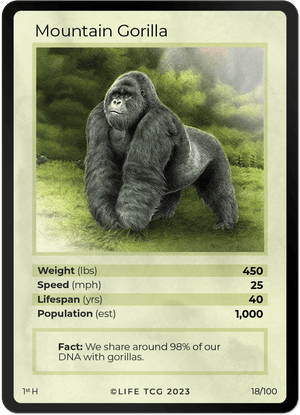1st Edition Holo