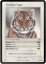 Holo Siberian Tiger