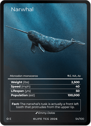 SE Extended Art