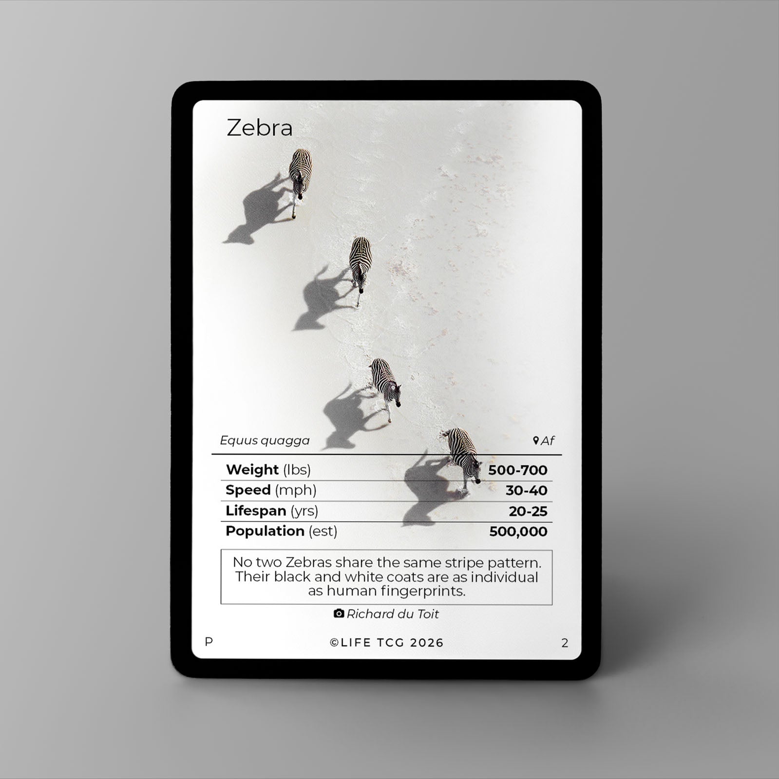 Zebra Photography Card