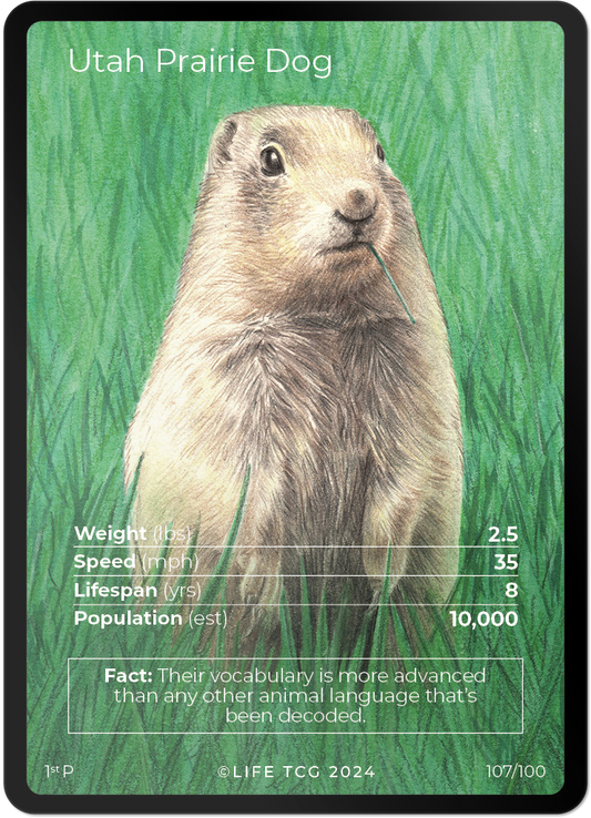 Cards 6