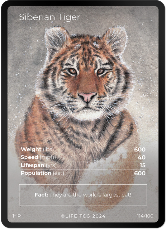 Cards 13