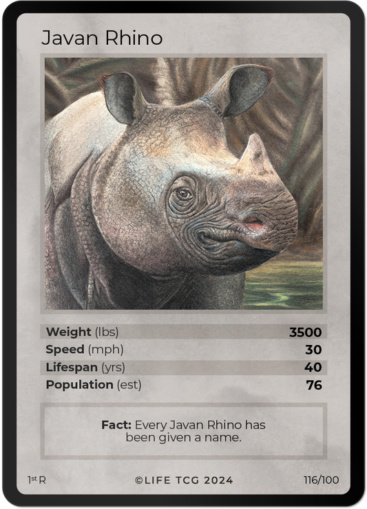 Cards 31